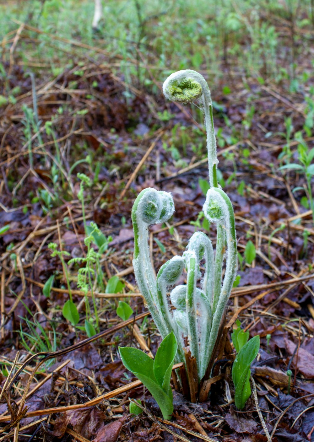 a small plant with green leaves on the ground
