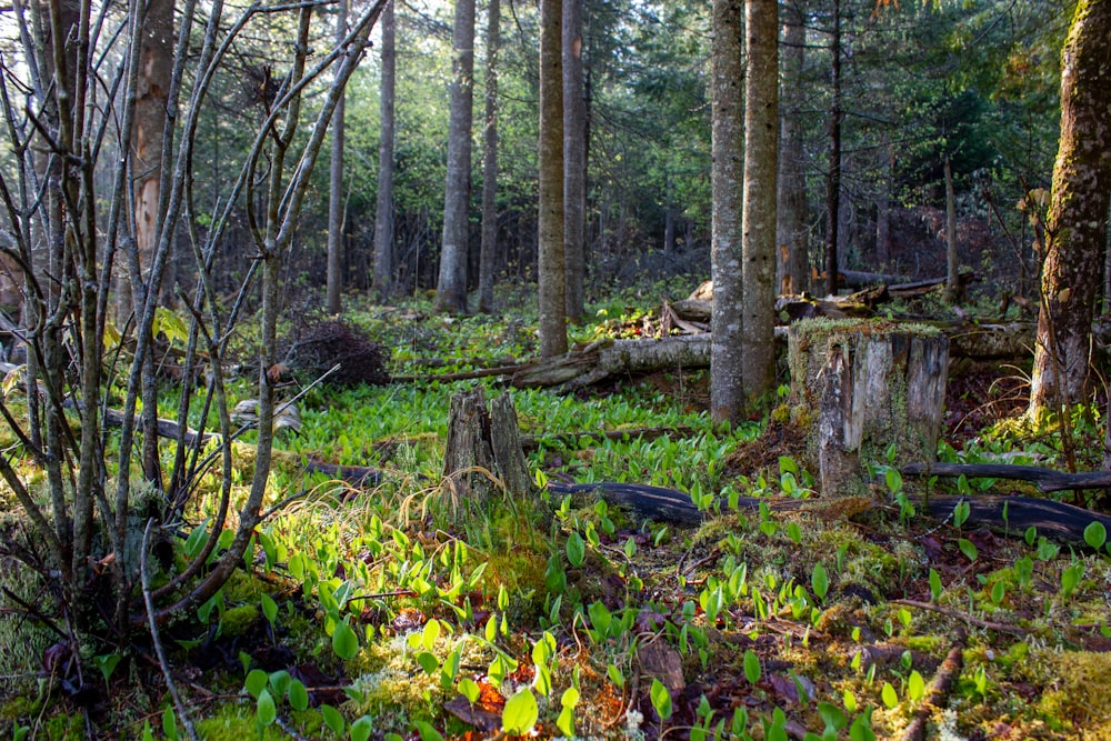 a forest filled with lots of trees and grass