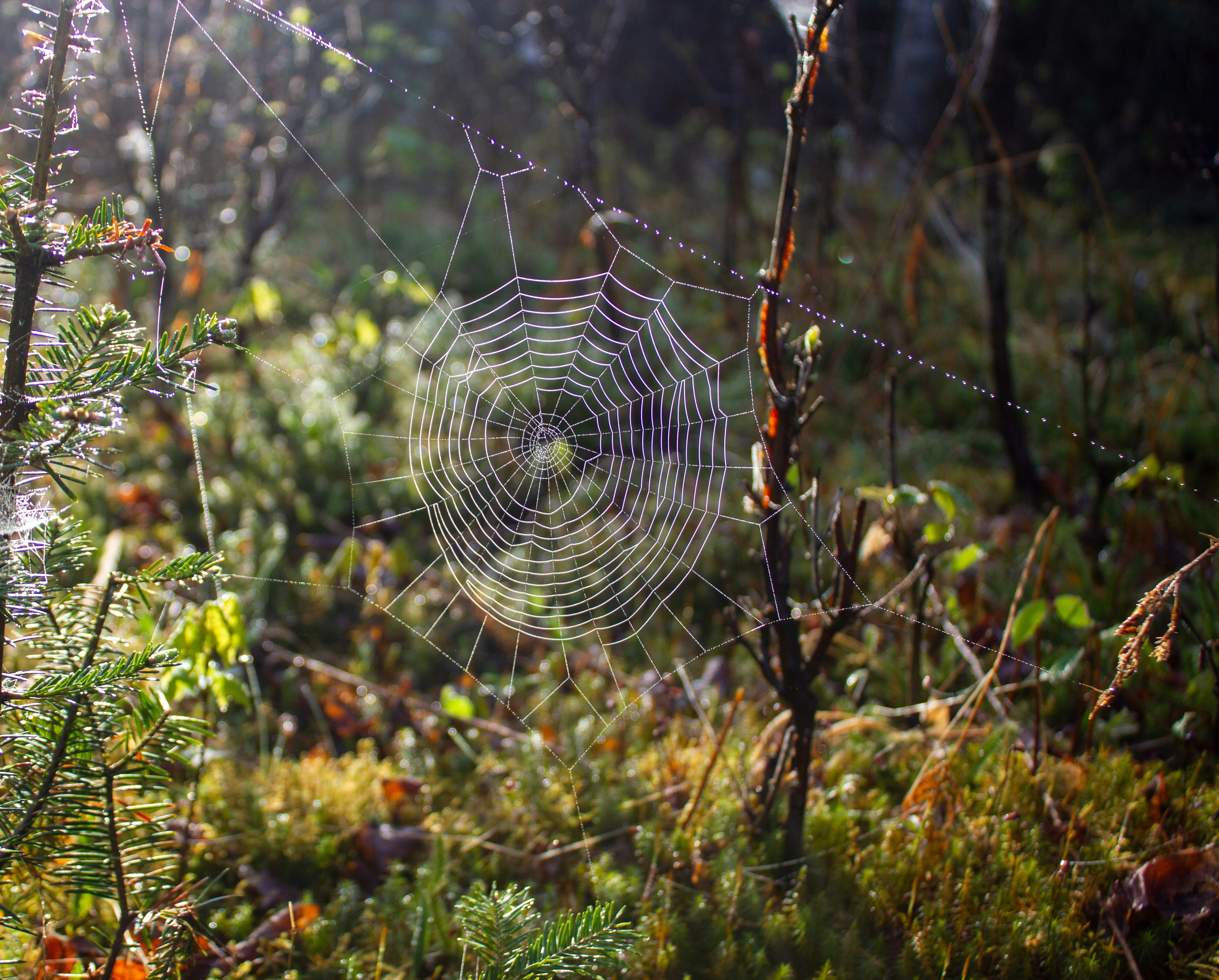 Photo by wondroustrange