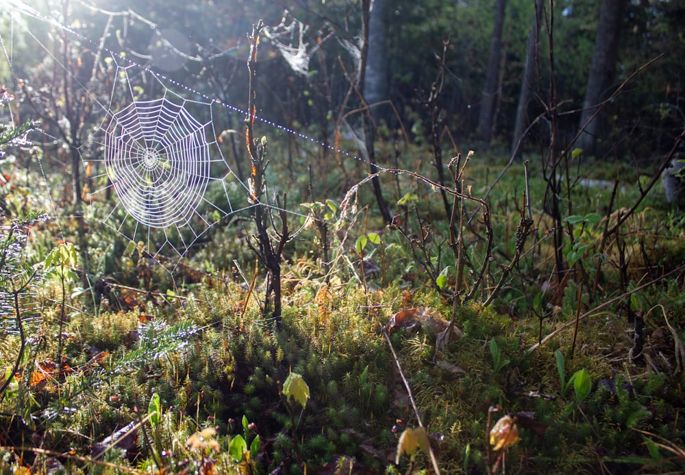 a spider web in the middle of a forest