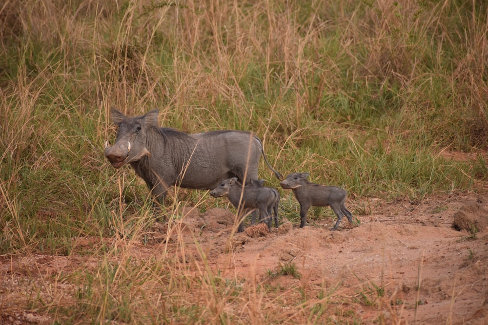 a mother and baby warthog walking through tall grass
