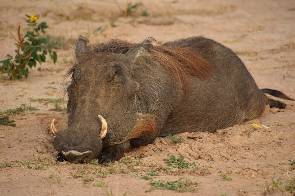 an animal that is laying down in the dirt