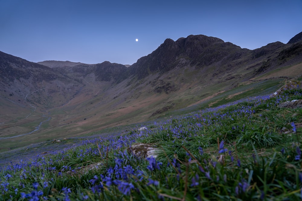 a field of blue flowers in front of a mountain