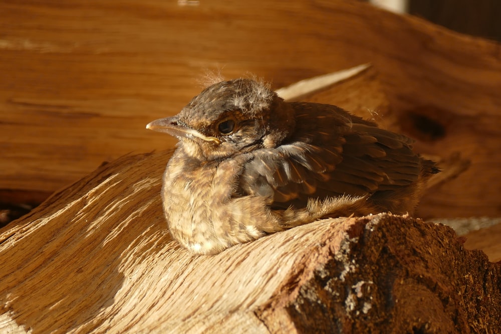 a small bird sitting on top of a piece of wood