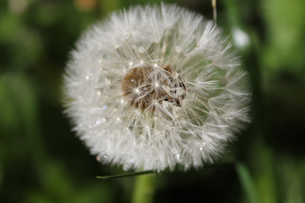 a close up of a dandelion with drops of water on it