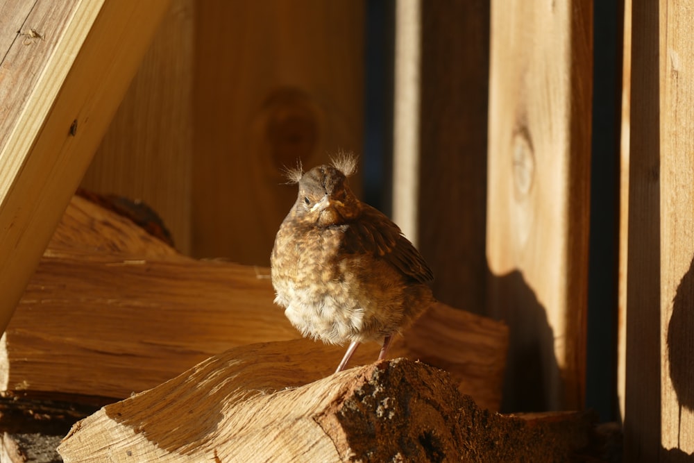 a small bird sitting on a piece of wood