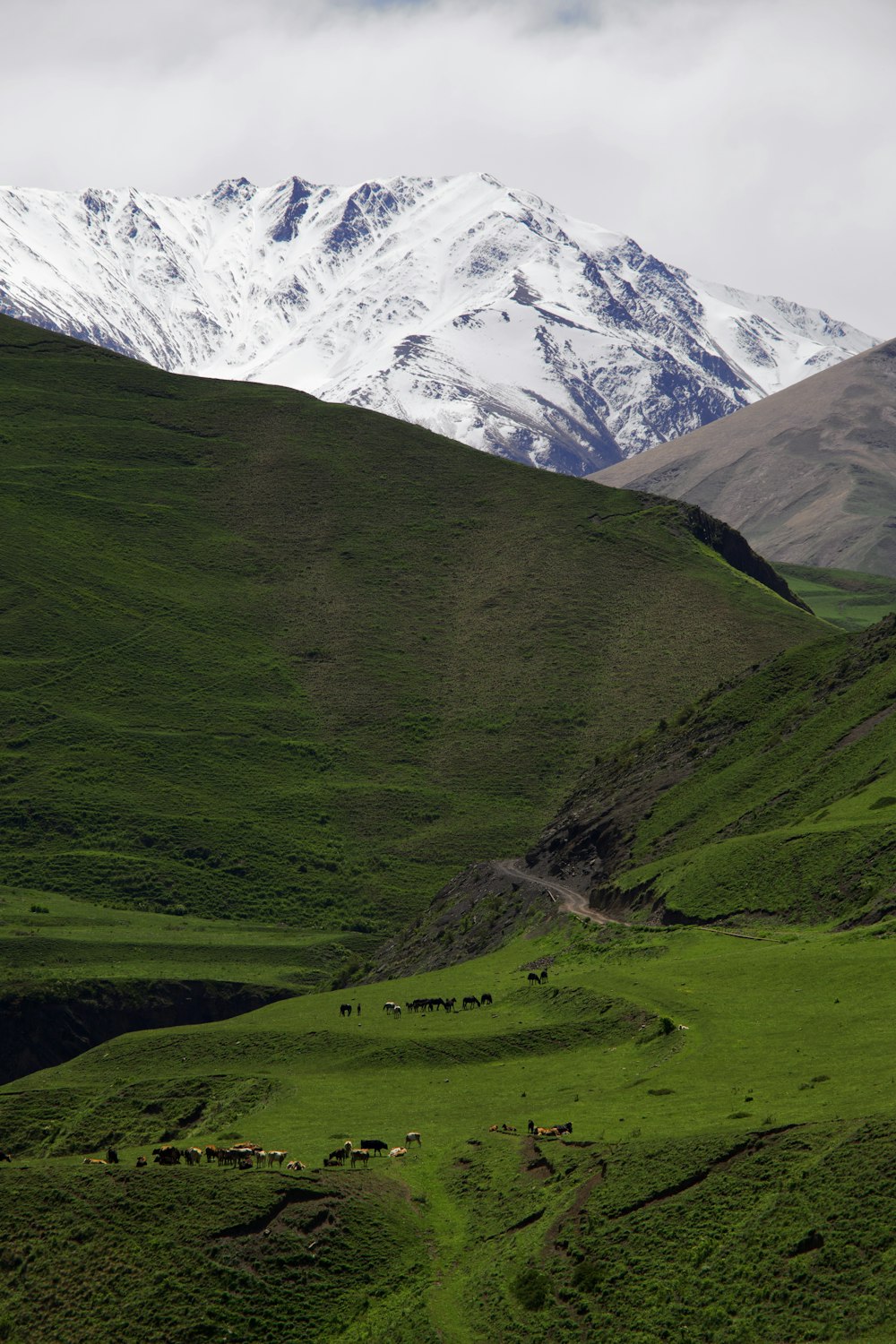 a green valley with snow capped mountains in the background