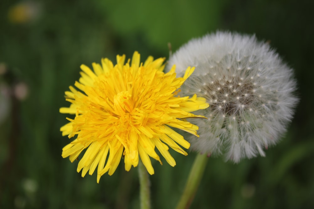 a dandelion flower with a blurry background