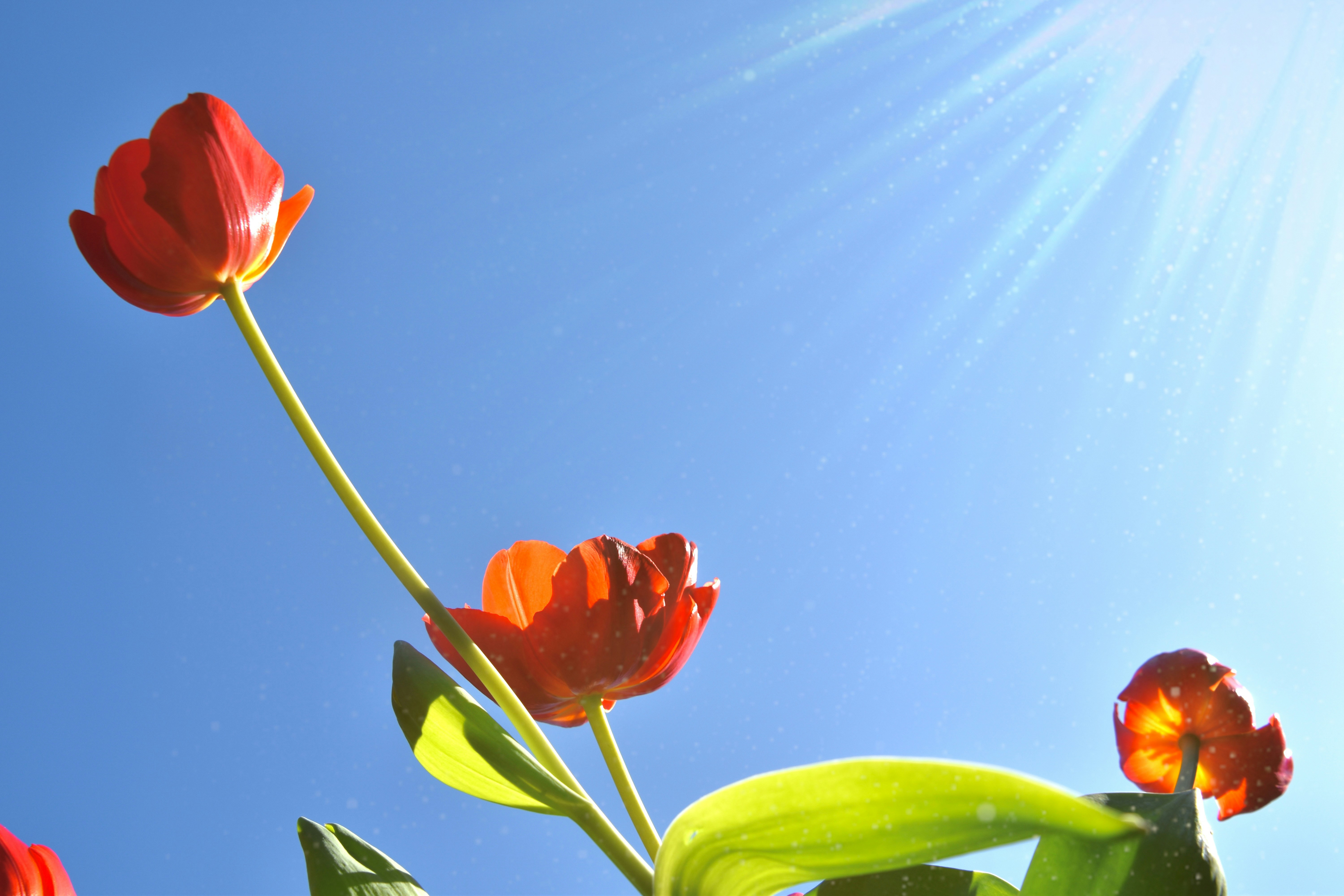 Good Morning Sunday - Heartfelt Wishes, Greetings & Blessings