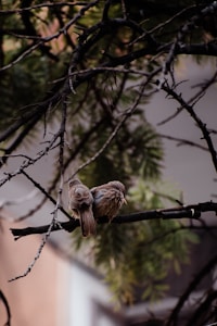 Lovebird Pasangan