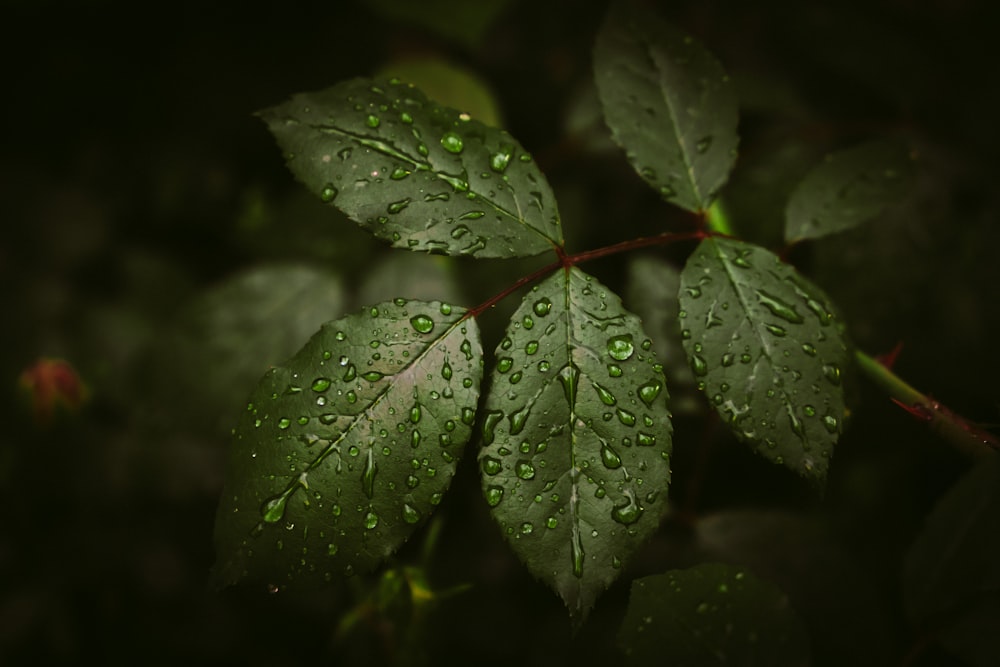 une feuille verte avec des gouttes d’eau dessus