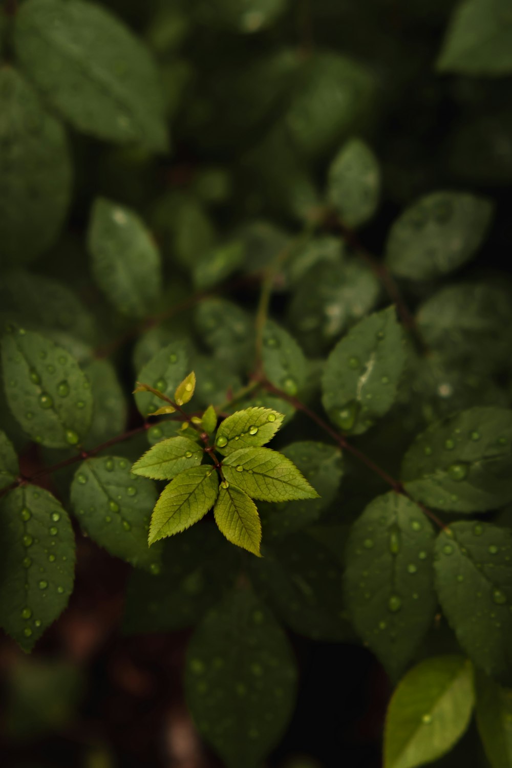 um close up de uma planta com gotículas de água sobre ele