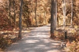 A peaceful mountain trail framed by autumn foliage in warm beige and olive tones.