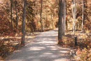 A breathtaking view of a forest trail during autumn.