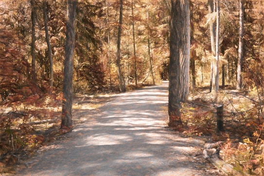 A forest trail surrounded by tall trees with autumn foliage, casting shadows and creating a serene atmosphere. The colors are warm, predominantly featuring shades of brown and gold, highlighting the season.