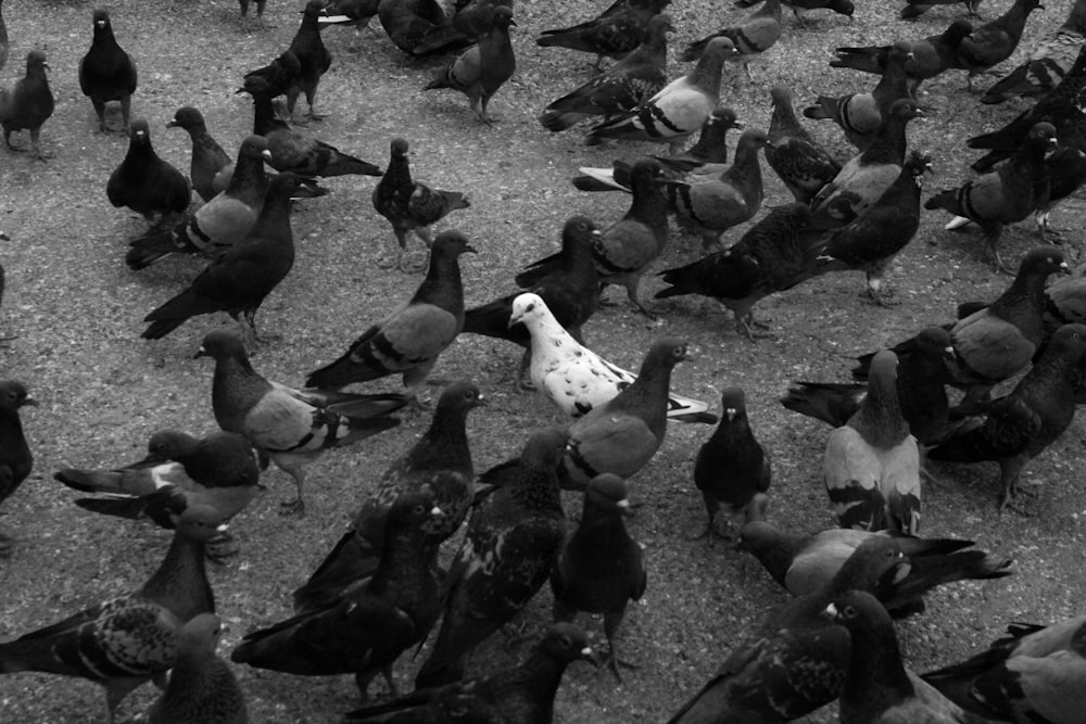 a flock of pigeons standing on top of a dirt field