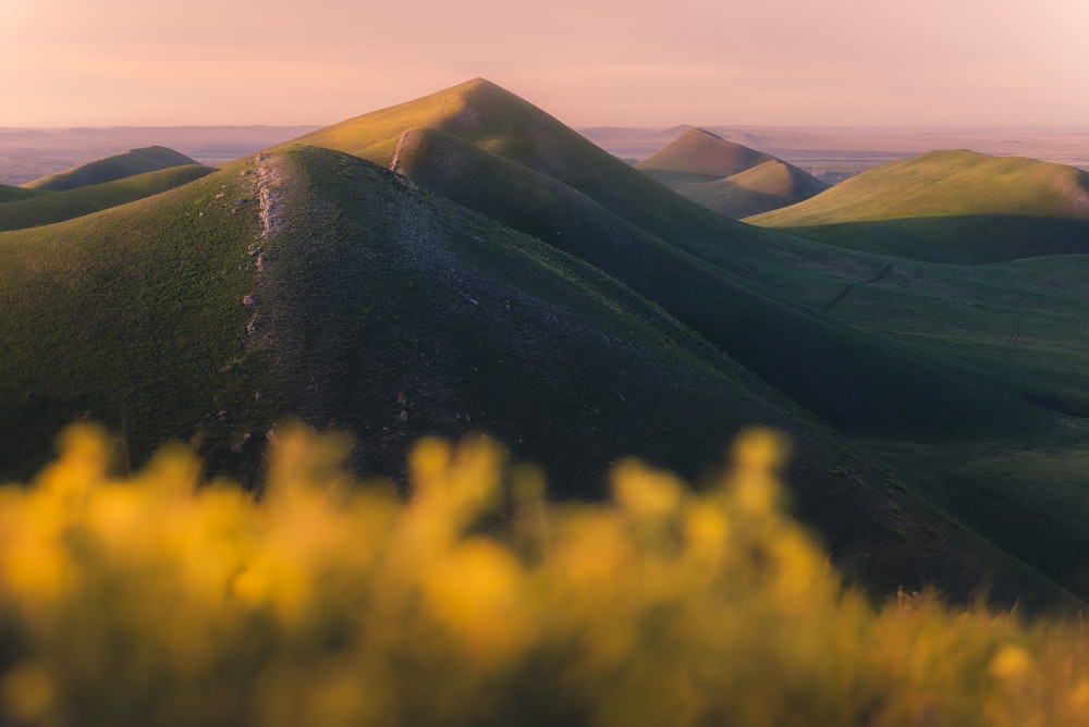 a view of a grassy hill with yellow flowers in the foreground