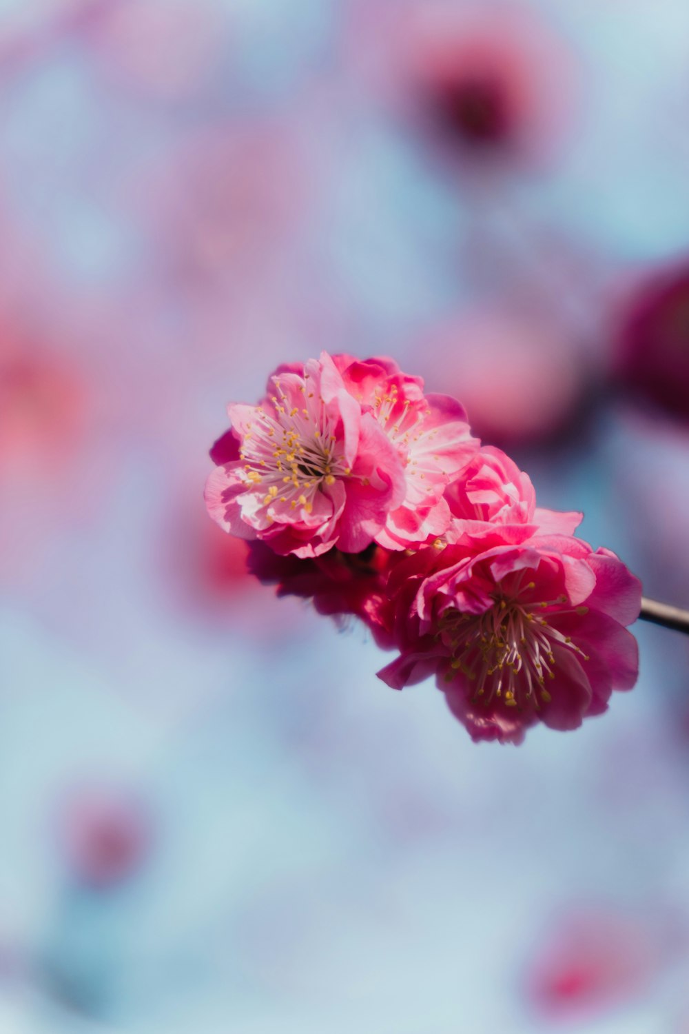 a close up of a pink flower on a branch