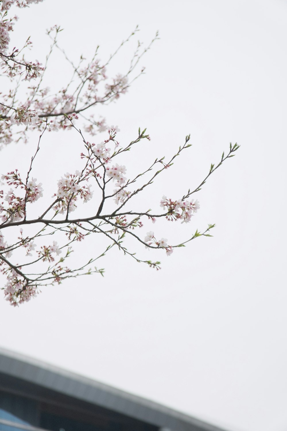 a tree with pink flowers in front of a building