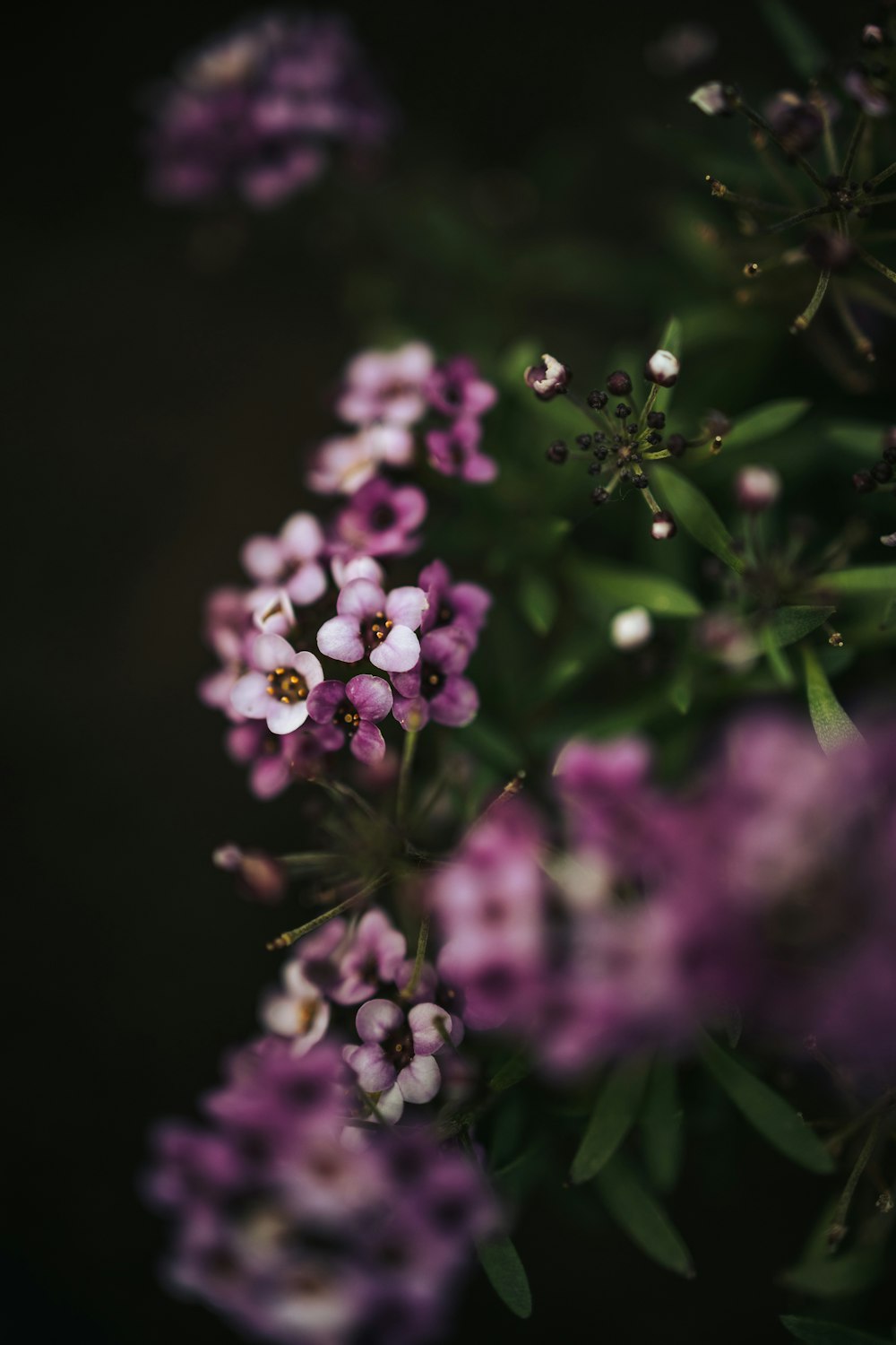 a bunch of small purple flowers on a black background