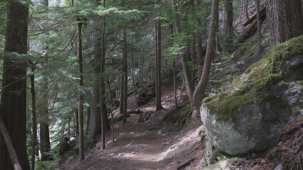 a trail in the woods with lots of trees