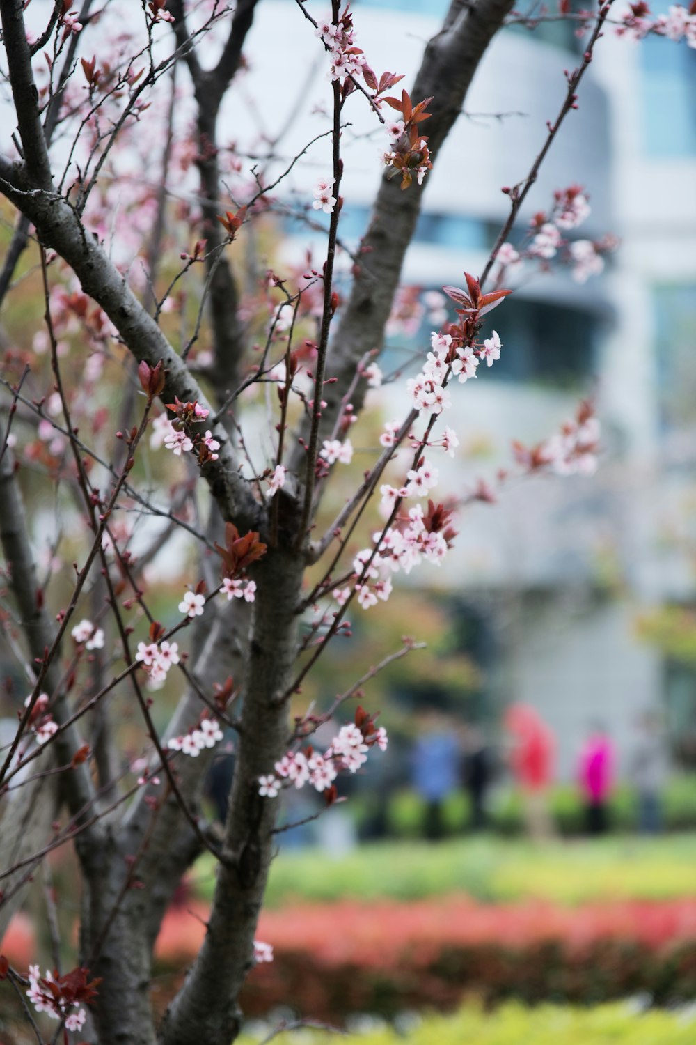 a tree with pink flowers in front of a building