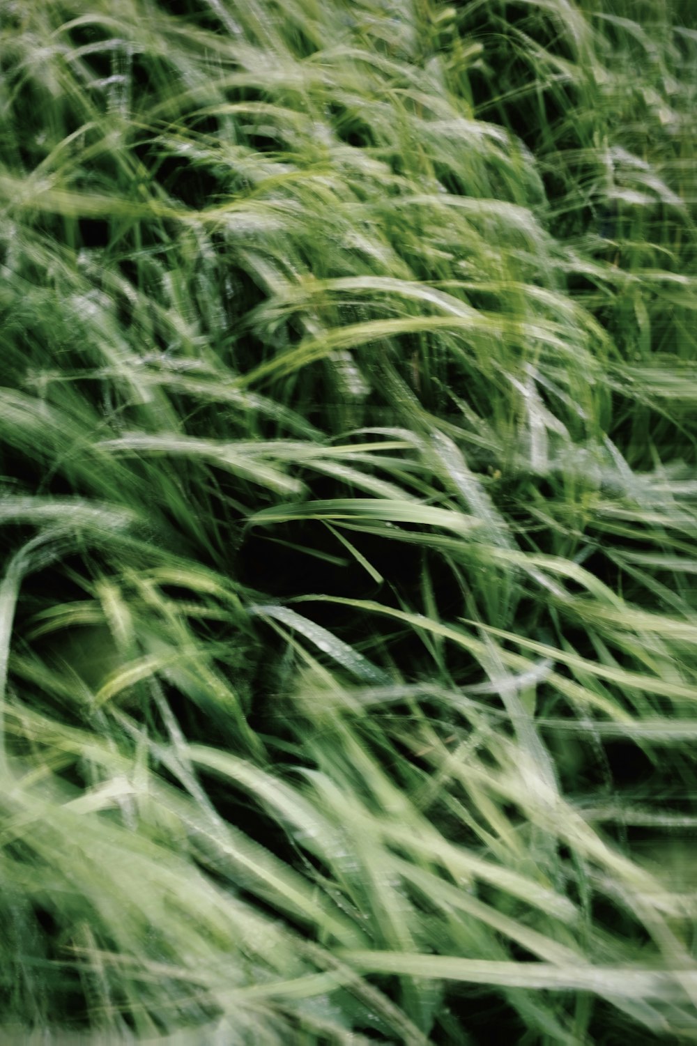 a bunch of tall grass blowing in the wind