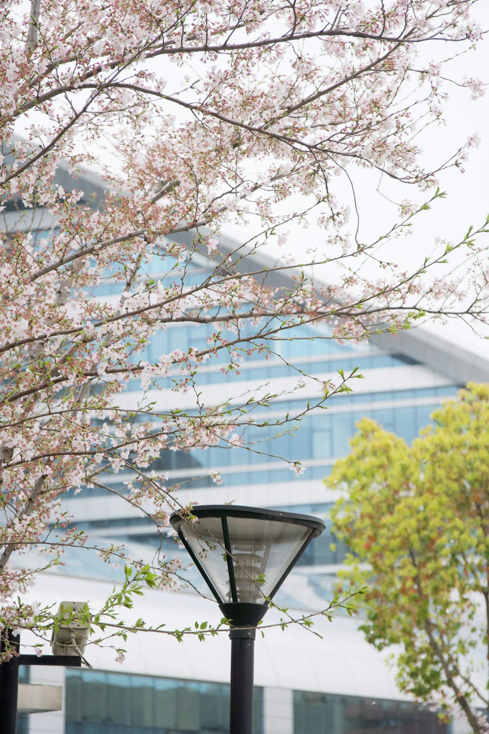 a lamp post in front of a flowering tree