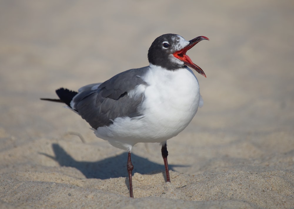 a seagull with a red beak standing in the sand
