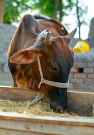 a cow with a rope tied around its neck eating hay