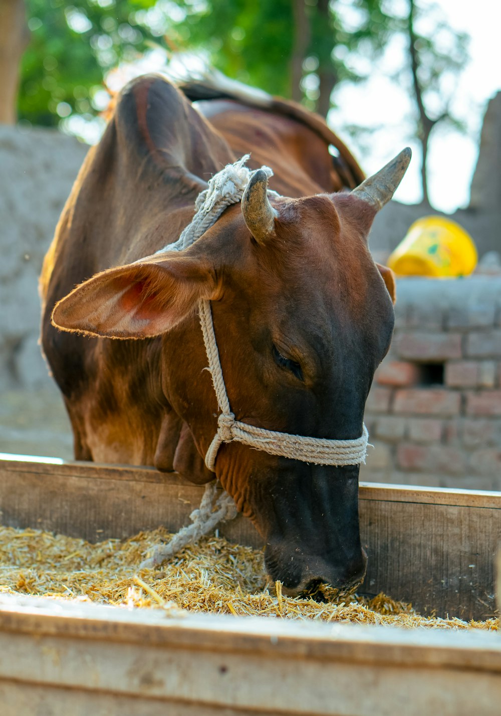 a cow with a rope tied around its neck eating hay