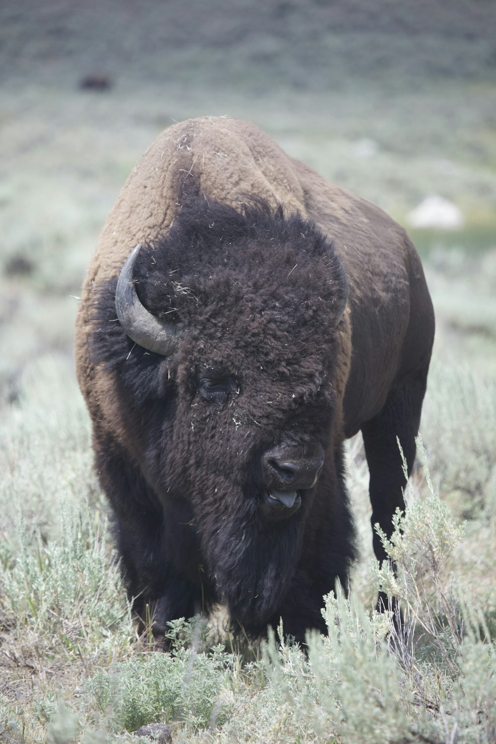 a bison is standing in a field of grass