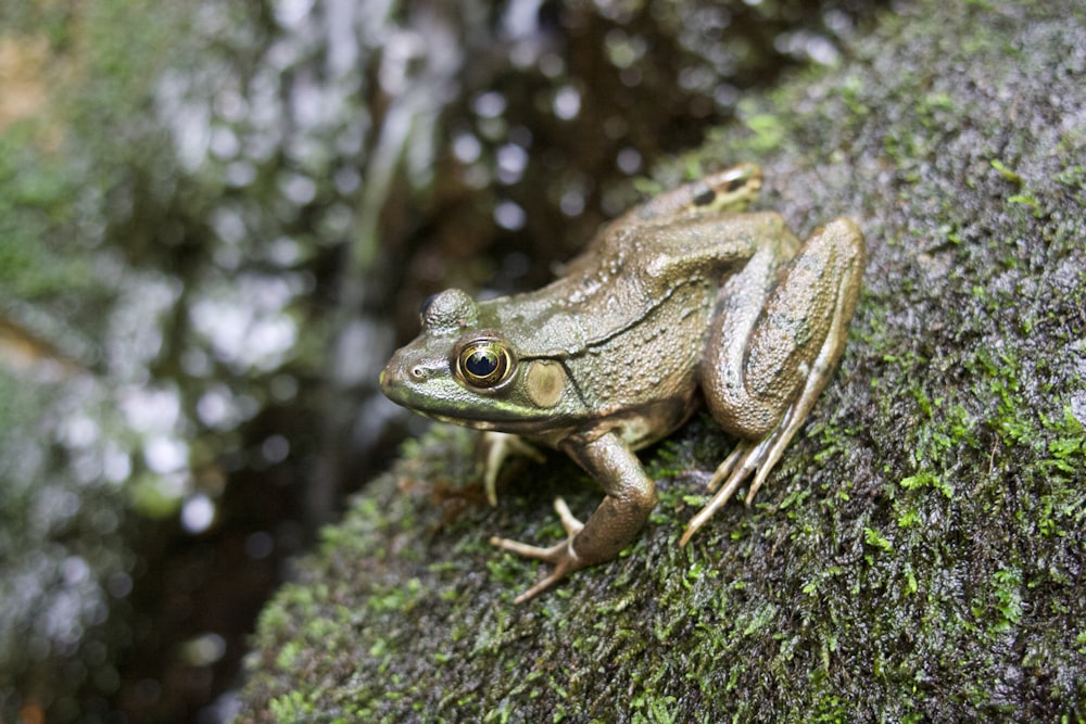 a frog is sitting on a mossy rock