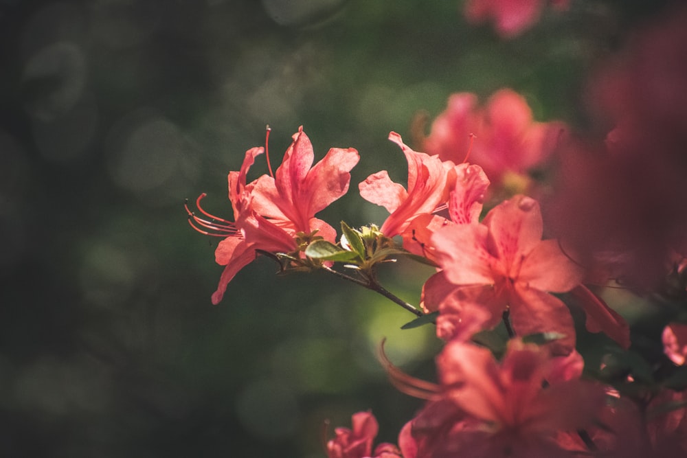 a close up of a pink flower with blurry background