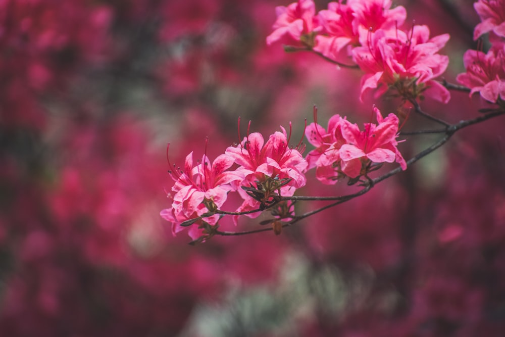 pink flowers are blooming on a tree branch