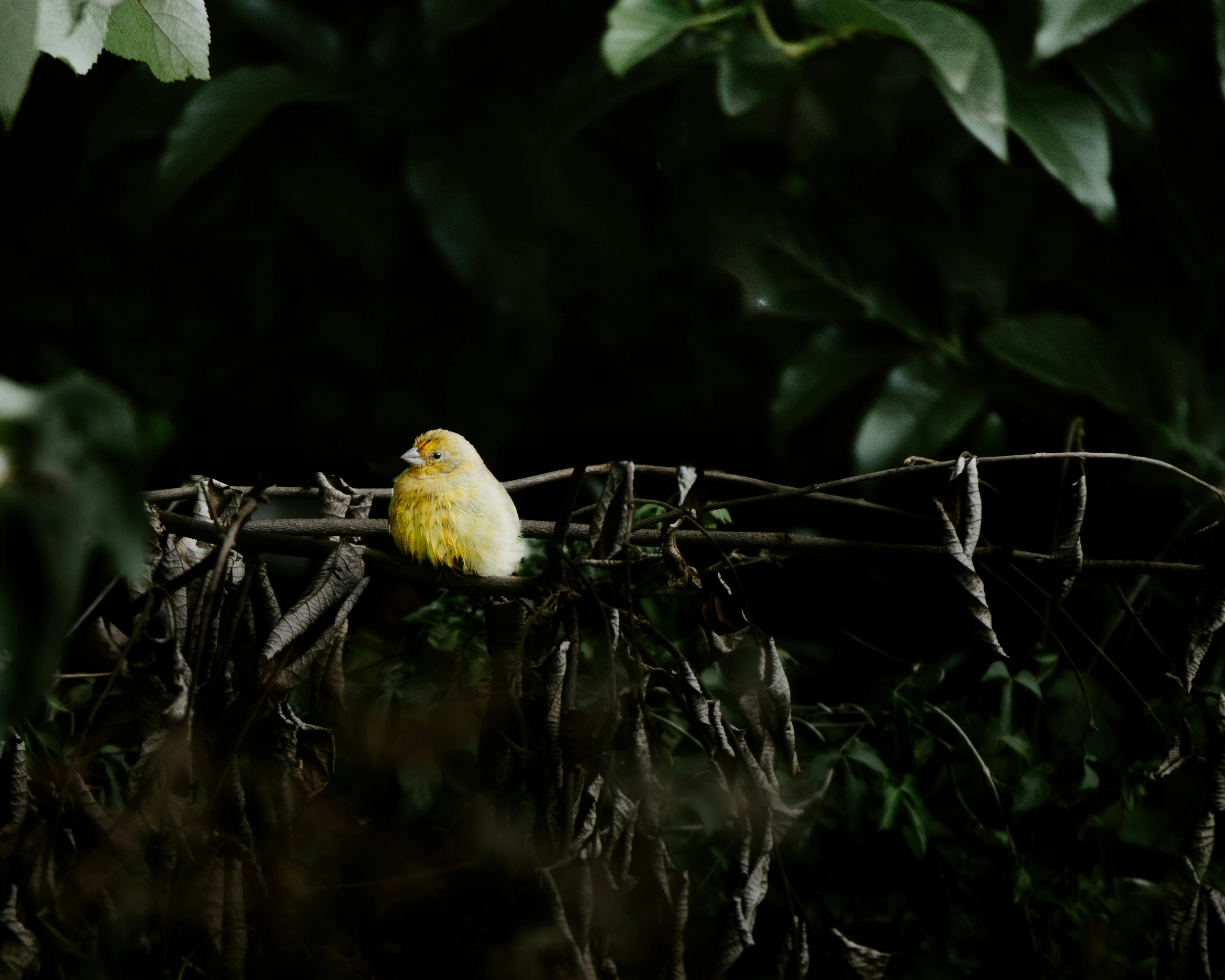 A small yellow bird sitting on top of a tree branch photo – Free Bird ...
