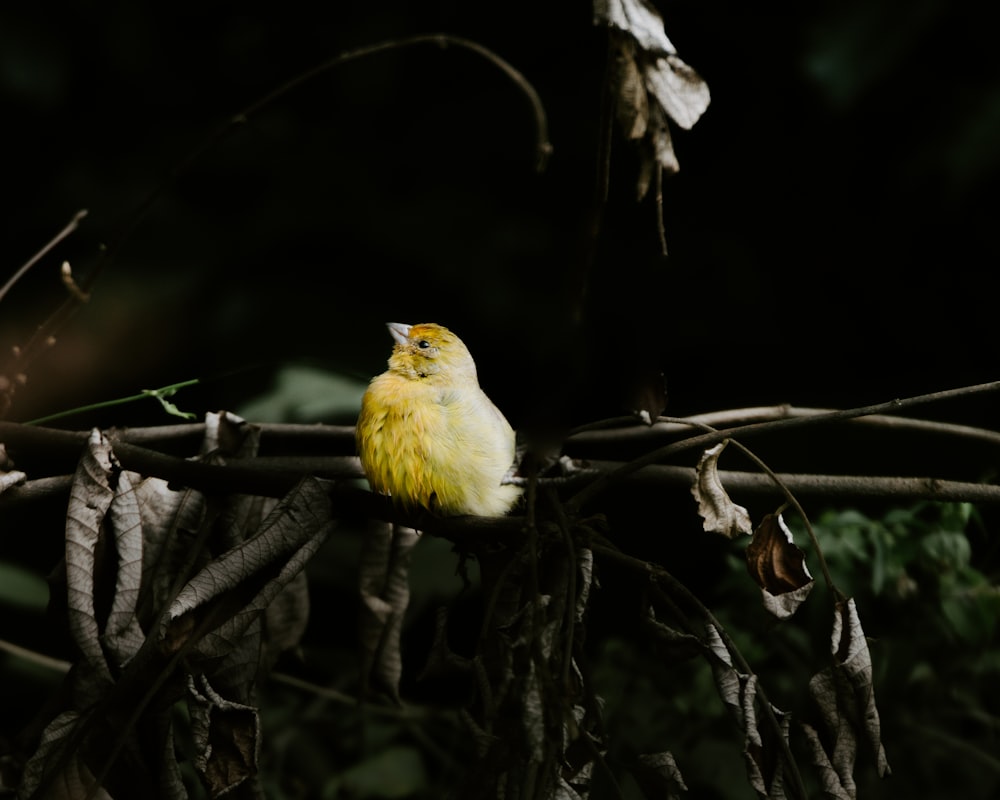 un petit oiseau jaune assis sur une branche