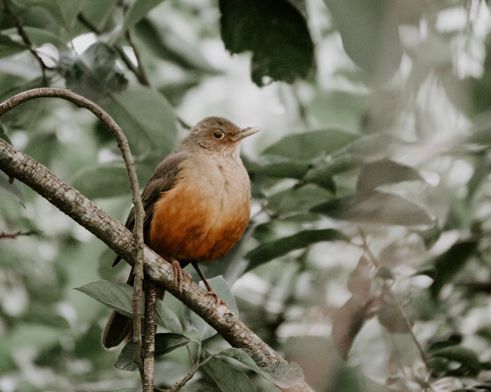 a small bird perched on a tree branch