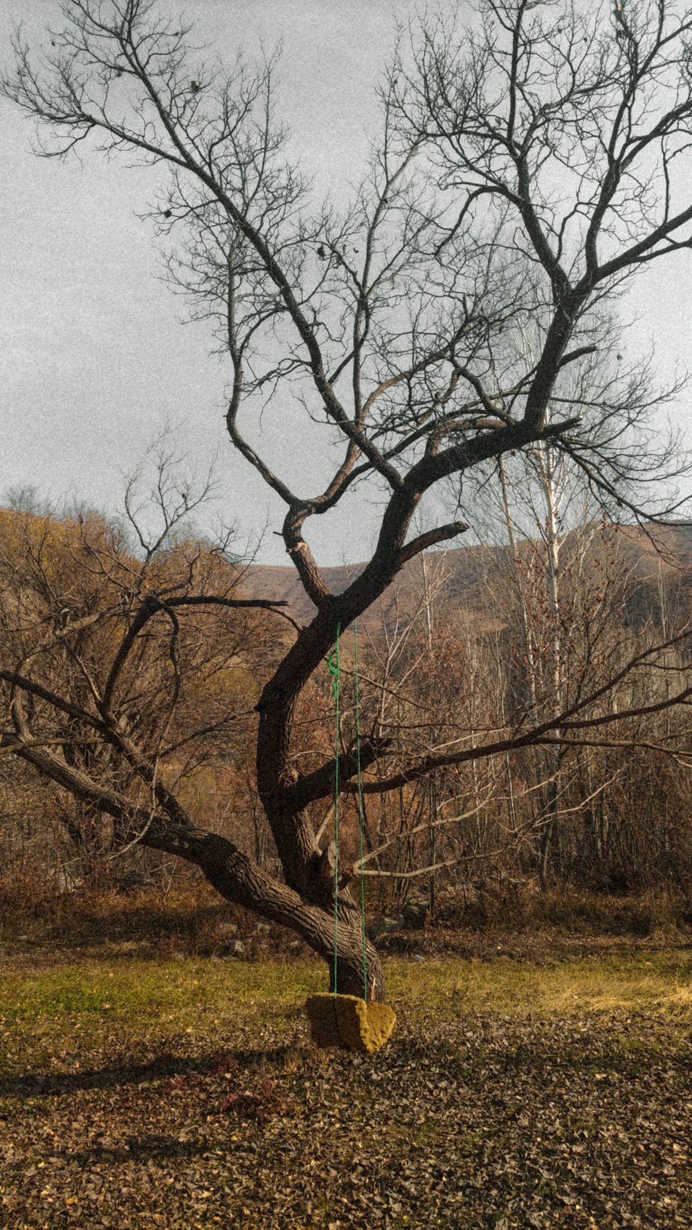 a tree with no leaves in a field