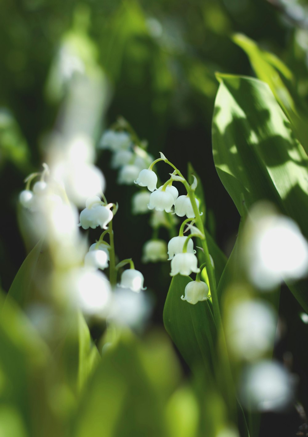 a bunch of flowers that are in the grass