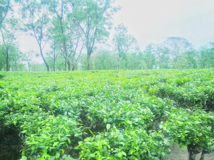 Rolling tea garden hills in Darjeeling