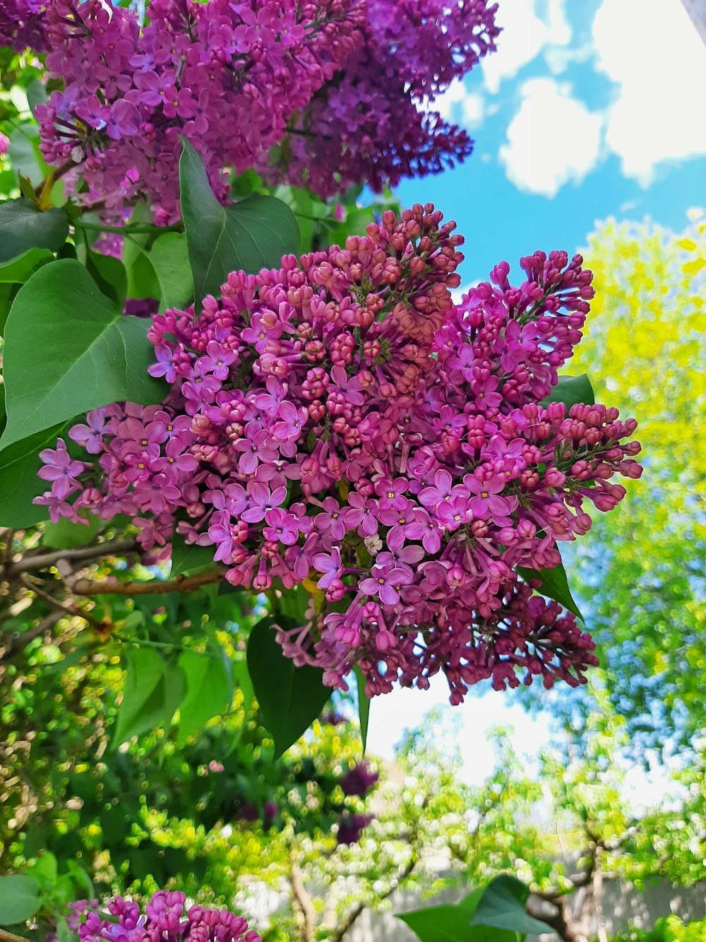 a bunch of purple flowers growing on a tree