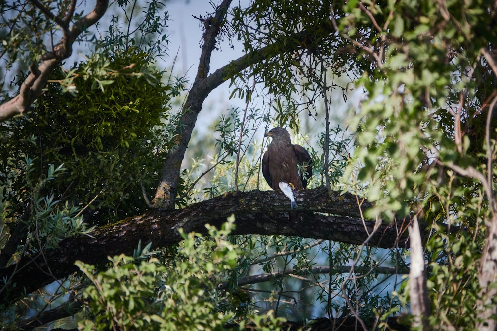 a bird perched on a tree branch in a forest