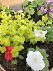 A vibrant home garden with blooming flowers and fresh vegetables in pots