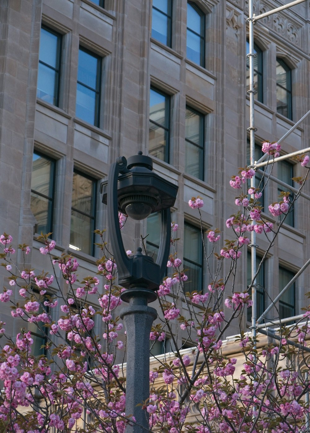 a lamp post in front of a building with pink flowers