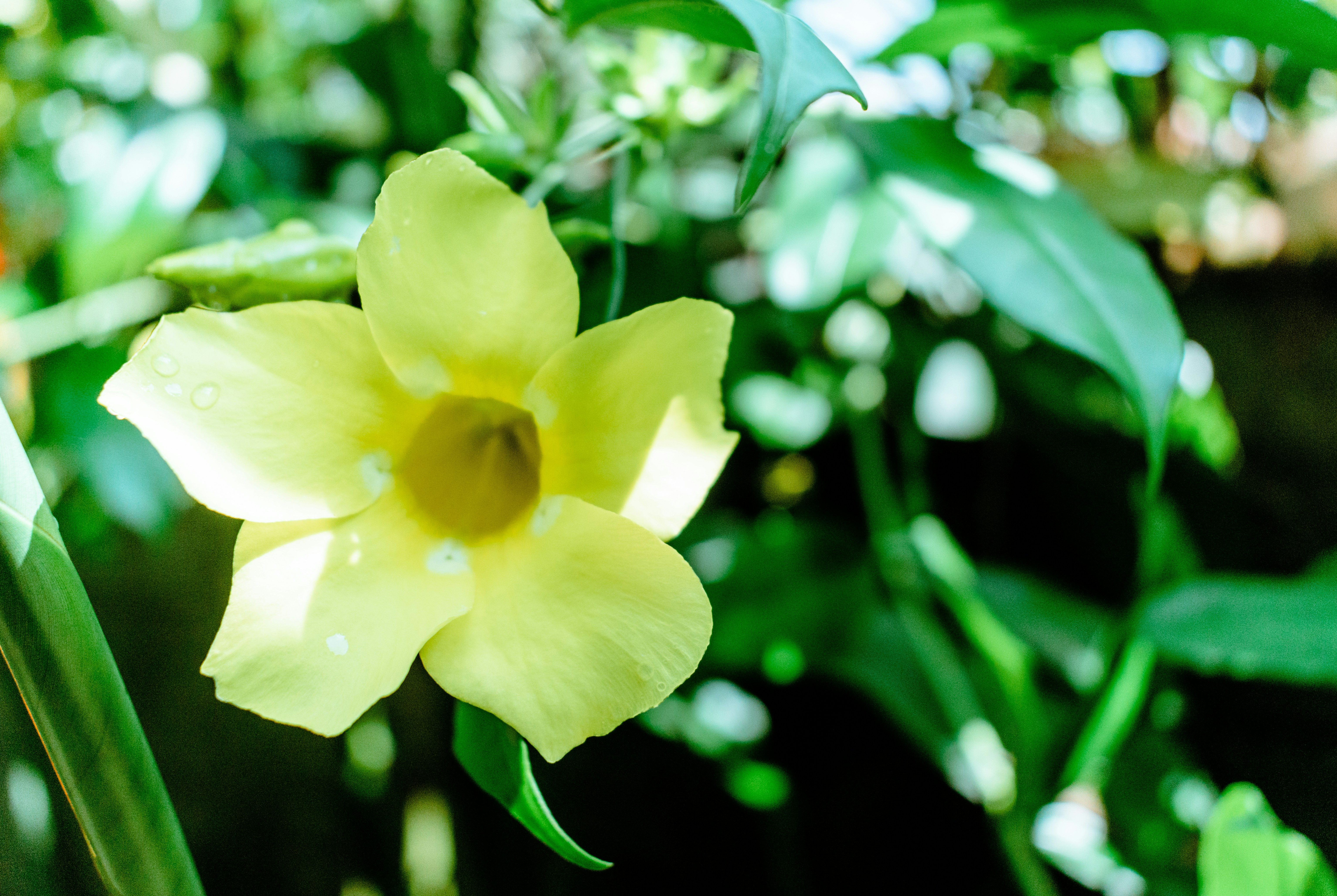 a yellow flower with water droplets on it