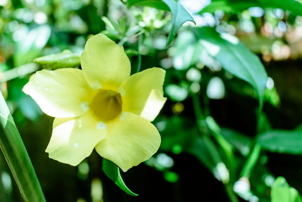 una flor amarilla con gotas de agua