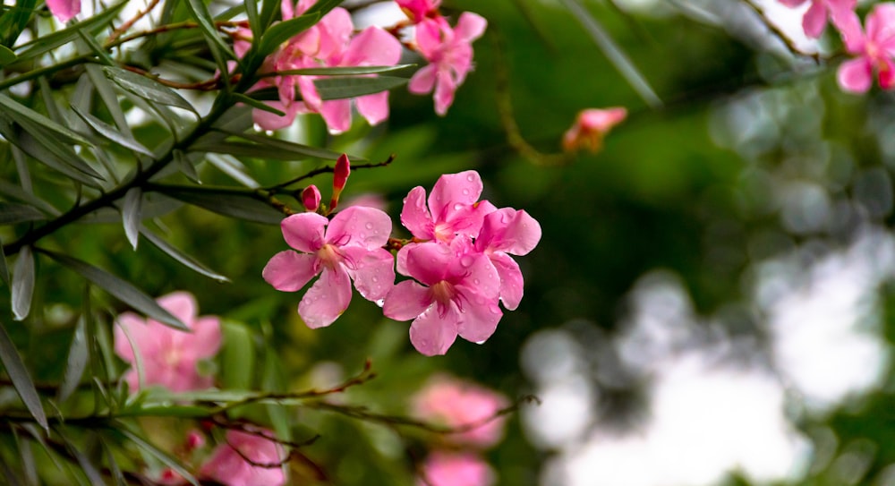 pink flowers are blooming on a tree branch