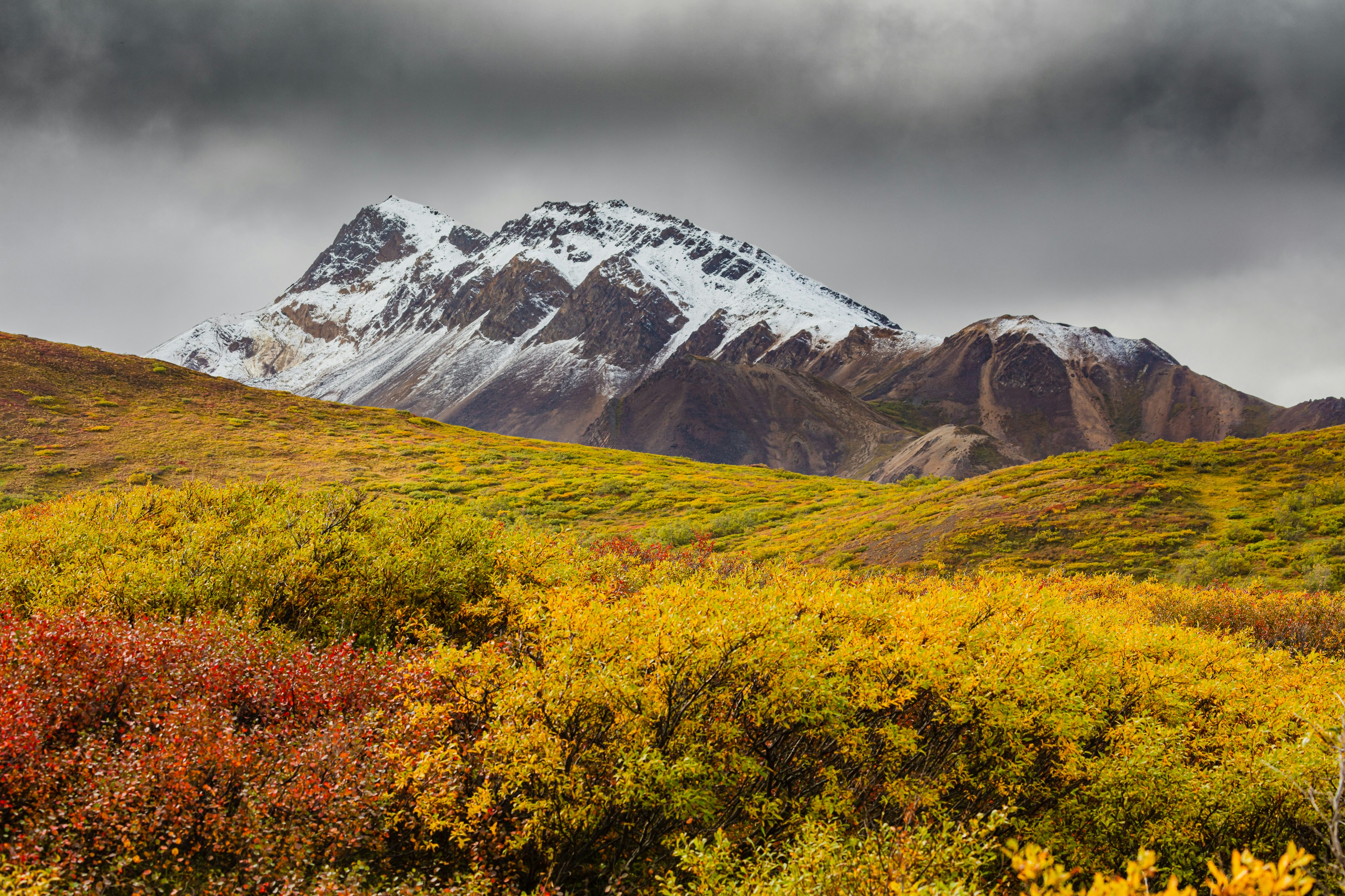 a snow covered mountain in the distance with trees in the foreground