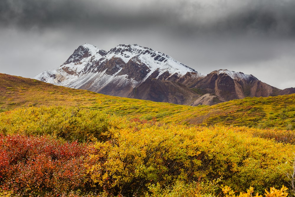 a snow covered mountain in the distance with trees in the foreground